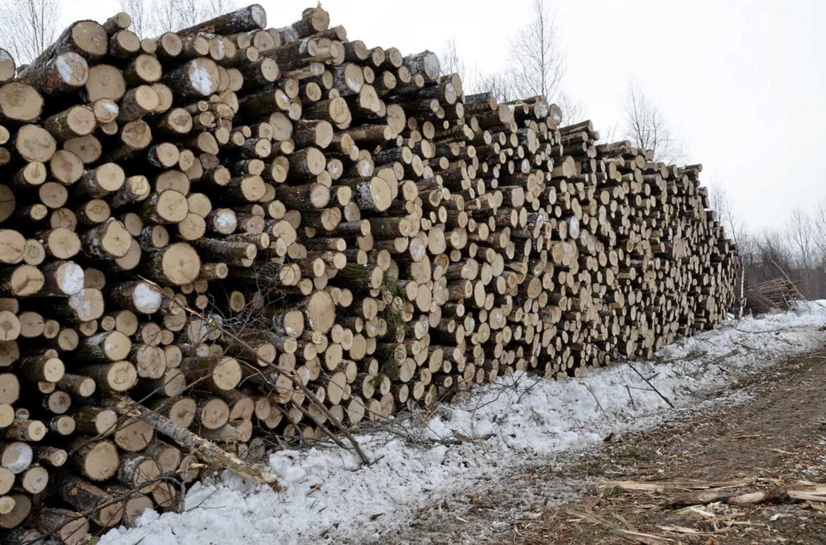 Récolte du bois brûlé dans le Nord-du-Québec